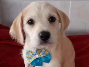 Cachorro raça SRD-ViraLata idade 2 a 6 meses nome filhotes