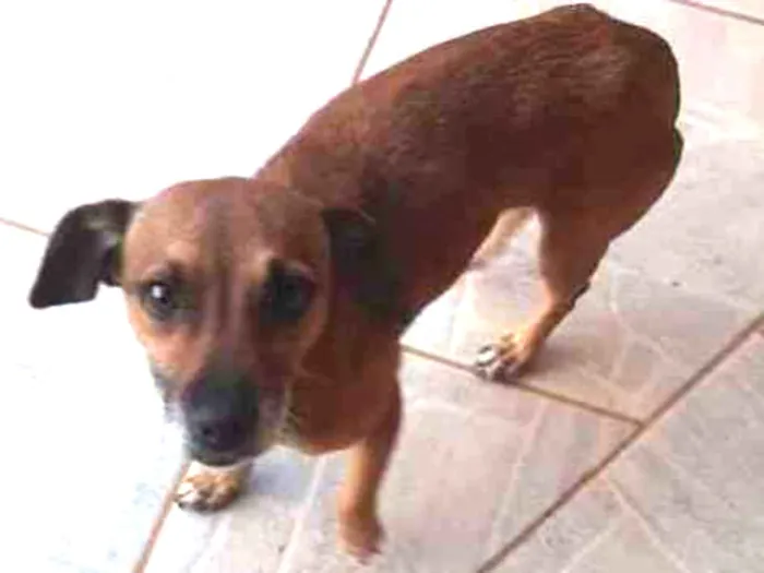 Cachorro ra a SRD-ViraLata idade  nome Dolly