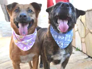 Cachorro raça  idade 3 anos nome Casal 20