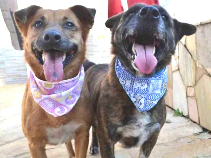 Cachorro ra a  idade 3 anos nome Casal 20