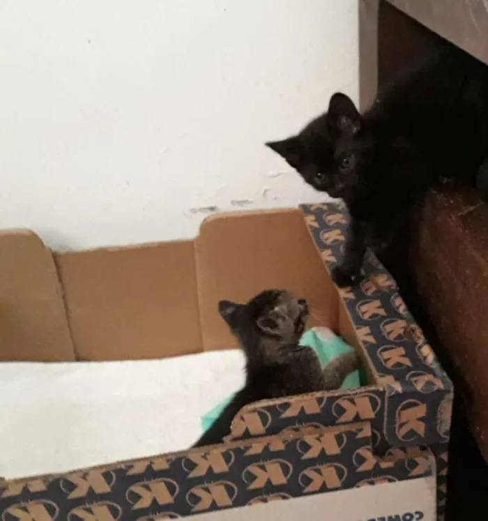 Gato ra a SRD-ViraLata idade Abaixo de 2 meses nome Nuguet, espoleta e r