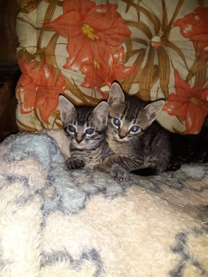 Gato ra a SRD-ViraLata idade Abaixo de 2 meses nome Nuguet, espoleta e r