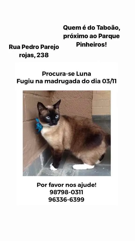 Gato ra a Siamês idade 5 anos nome Luna