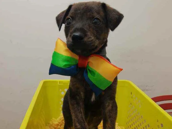 Cachorro ra a SRD idade 2 a 6 meses nome Bento