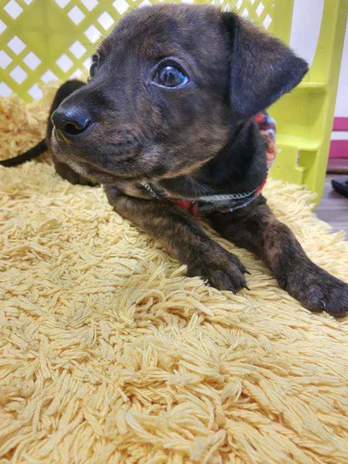 Cachorro ra a SRD idade 2 a 6 meses nome Bento