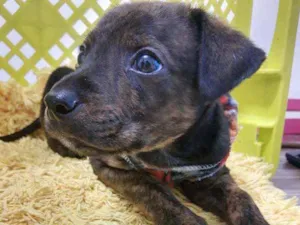 Cachorro raça SRD idade 2 a 6 meses nome Bento