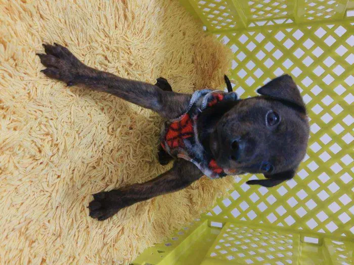 Cachorro ra a SRD idade 2 a 6 meses nome Bento