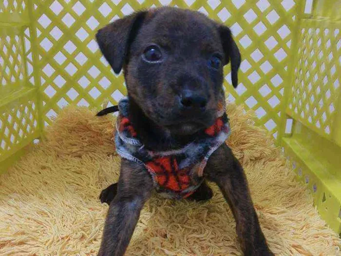 Cachorro ra a SRD idade 2 a 6 meses nome Bento