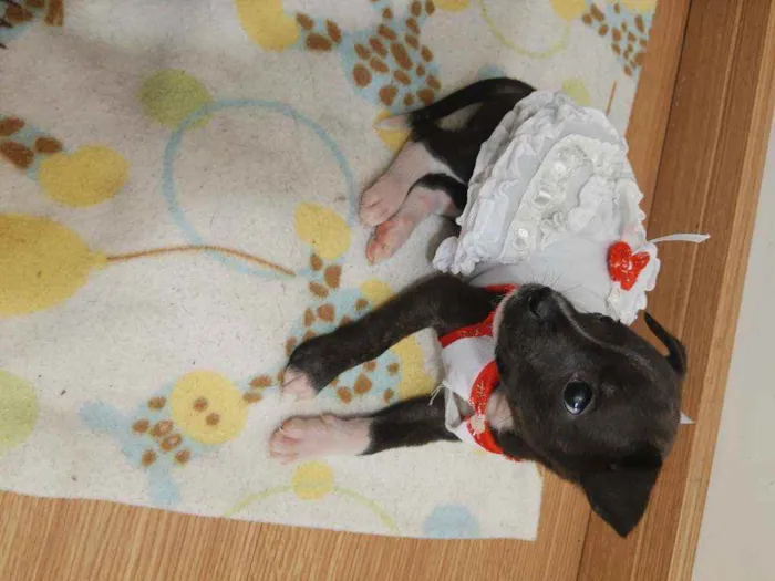 Cachorro ra a SRD idade 2 a 6 meses nome Bali