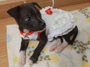 Cachorro raça SRD idade 2 a 6 meses nome Bali