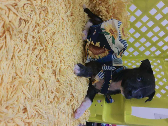 Cachorro ra a SRD idade 2 a 6 meses nome Bali