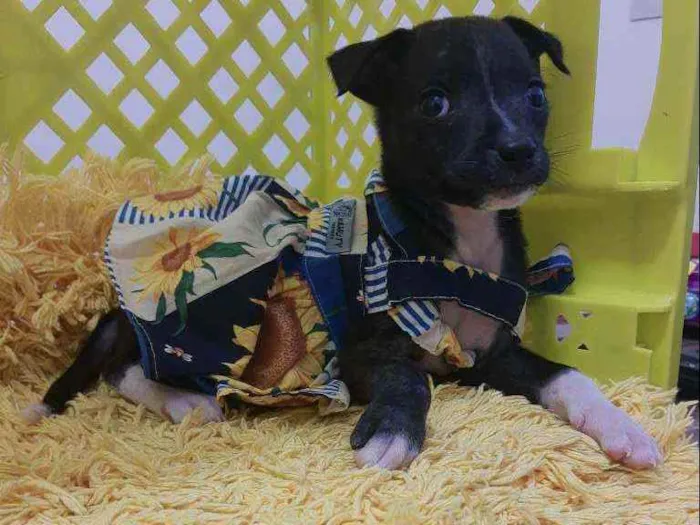 Cachorro ra a SRD idade 2 a 6 meses nome Bali