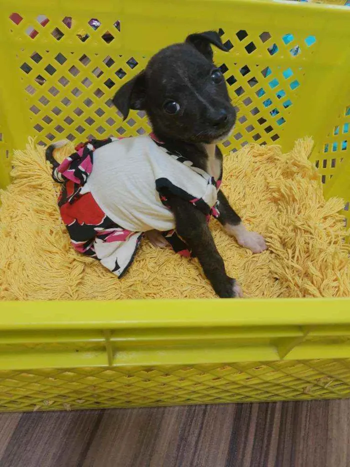 Cachorro ra a SRD idade 2 a 6 meses nome Bali