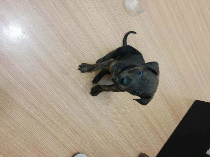 Cachorro ra a SRD idade 2 a 6 meses nome Bento