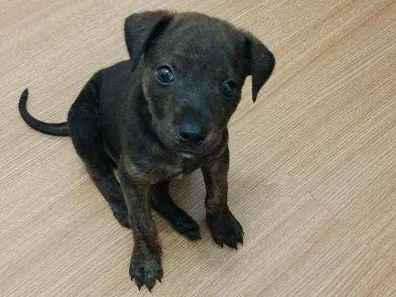 Cachorro ra a SRD idade 2 a 6 meses nome Bento