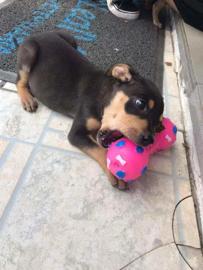 Cachorro ra a SRD idade 2 a 6 meses nome Wandinha