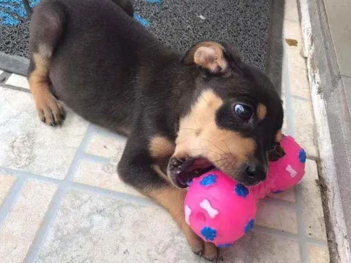 Cachorro ra a SRD idade 2 a 6 meses nome Wandinha
