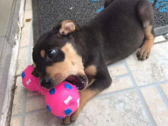 Cachorro ra a SRD idade 2 a 6 meses nome Wandinha