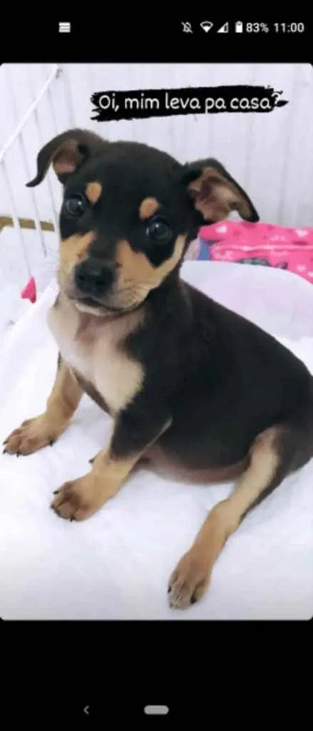 Cachorro ra a SRD idade 2 a 6 meses nome Wandinha