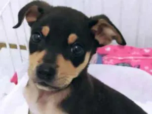 Cachorro raça SRD idade 2 a 6 meses nome Wandinha
