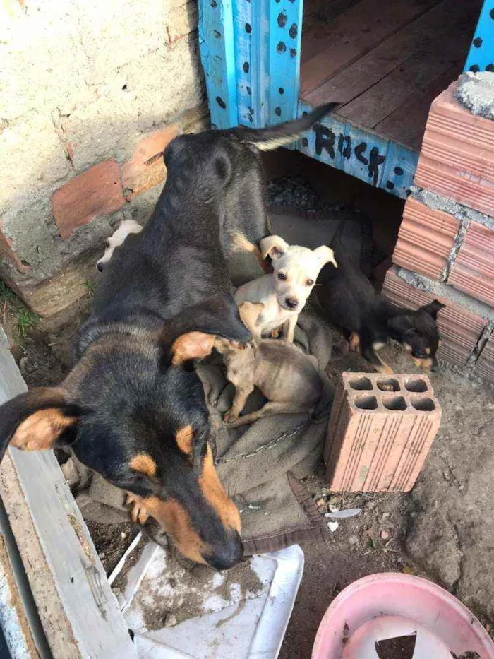 Cachorro ra a SRD idade 2 a 6 meses nome Wandinha