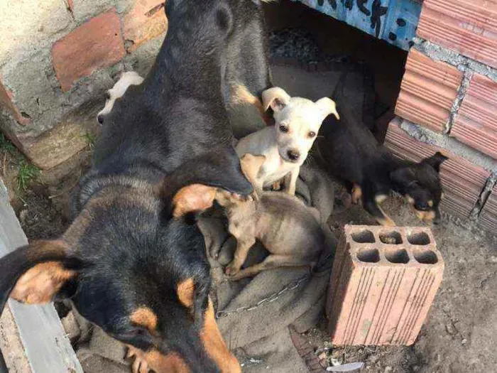 Cachorro ra a SRD idade 2 a 6 meses nome Wandinha