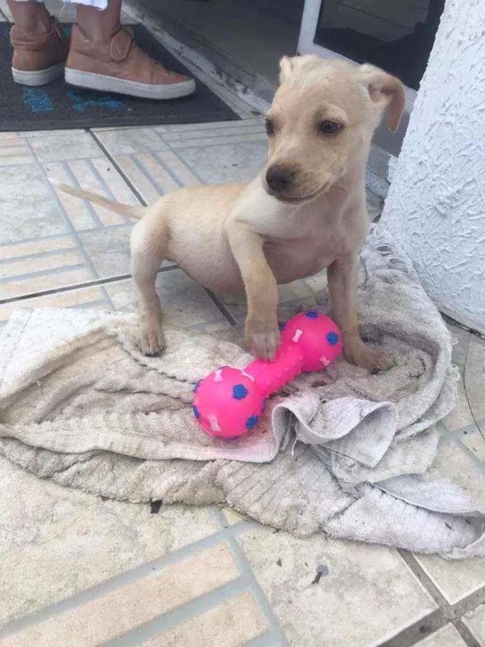 Cachorro ra a SRD idade 2 a 6 meses nome Fester