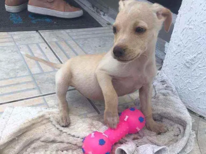 Cachorro ra a SRD idade 2 a 6 meses nome Fester