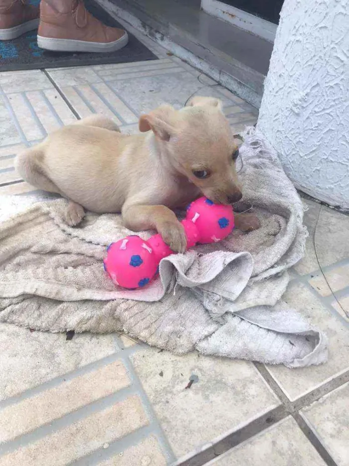Cachorro ra a SRD idade 2 a 6 meses nome Fester