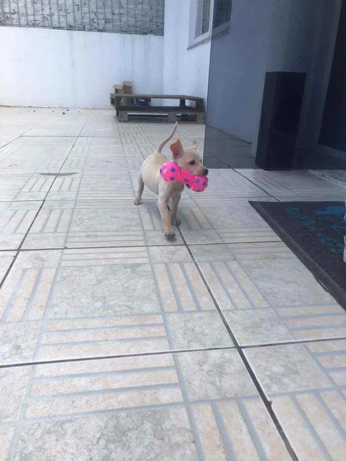 Cachorro ra a SRD idade 2 a 6 meses nome Fester