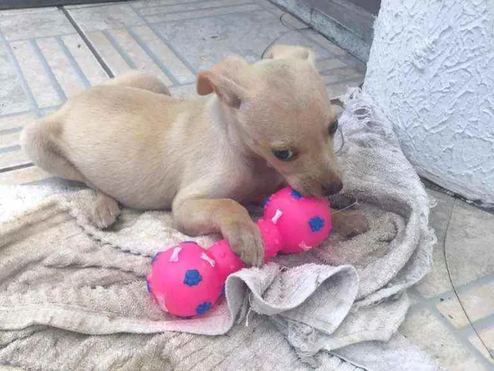 Cachorro ra a SRD idade 2 a 6 meses nome Fester