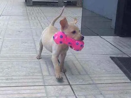 Cachorro ra a SRD idade 2 a 6 meses nome Fester