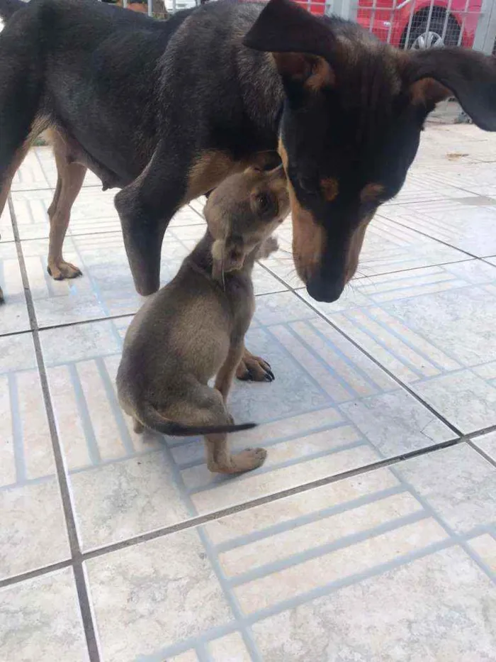 Cachorro ra a SRD idade 2 anos nome Morticia