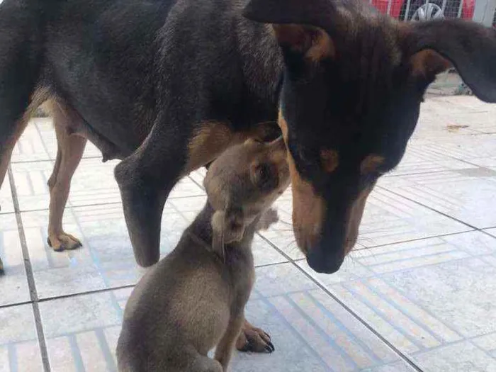 Cachorro ra a SRD idade 2 anos nome Morticia