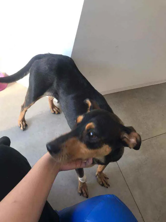 Cachorro ra a SRD idade 2 anos nome Morticia