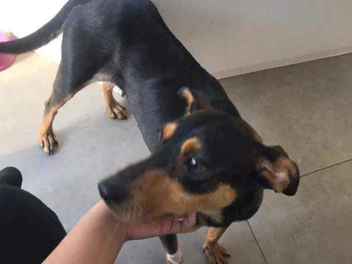 Cachorro ra a SRD idade 2 anos nome Morticia