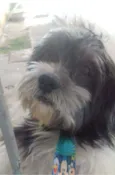 Tob
