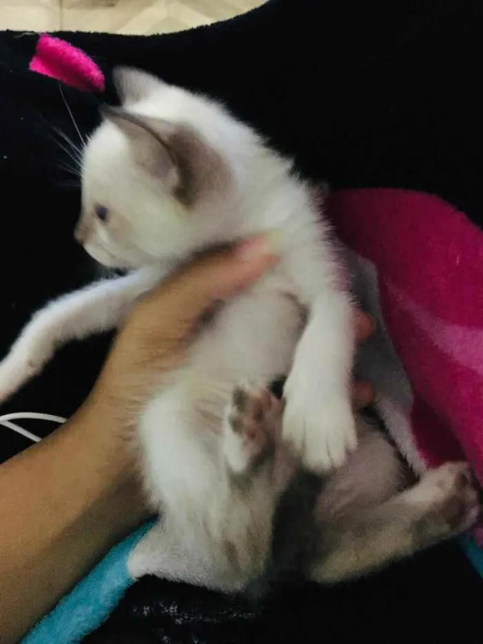 Gato ra a Não sei idade Abaixo de 2 meses nome Sem nome