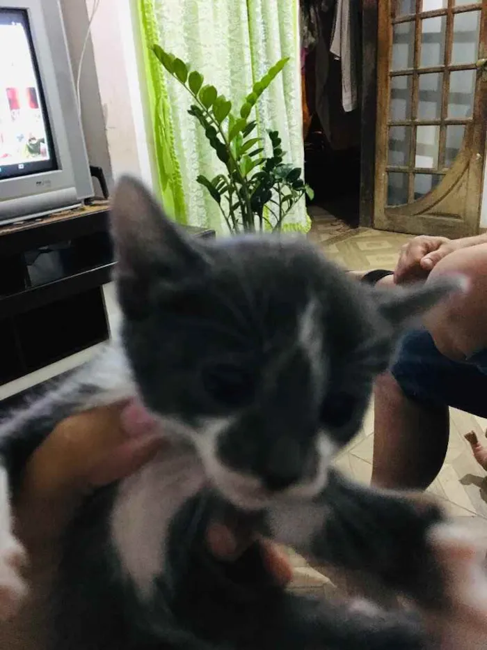 Gato ra a Não sei idade Abaixo de 2 meses nome Sem nome