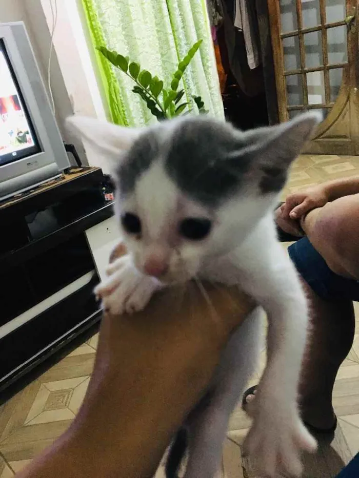 Gato ra a Não sei idade Abaixo de 2 meses nome Sem nome