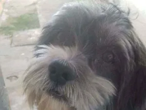 Cachorro raça Lhasa Apso idade 6 ou mais anos nome Tob