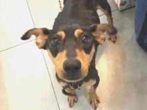 Cachorro raça SRD idade 2 anos nome Morticia