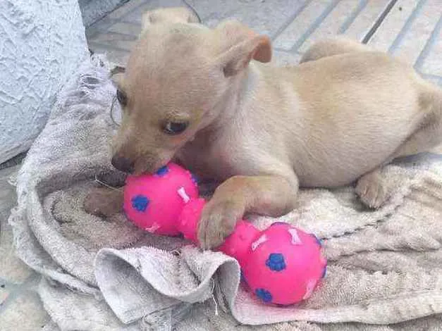 Cachorro ra a SRD idade 2 a 6 meses nome Fester