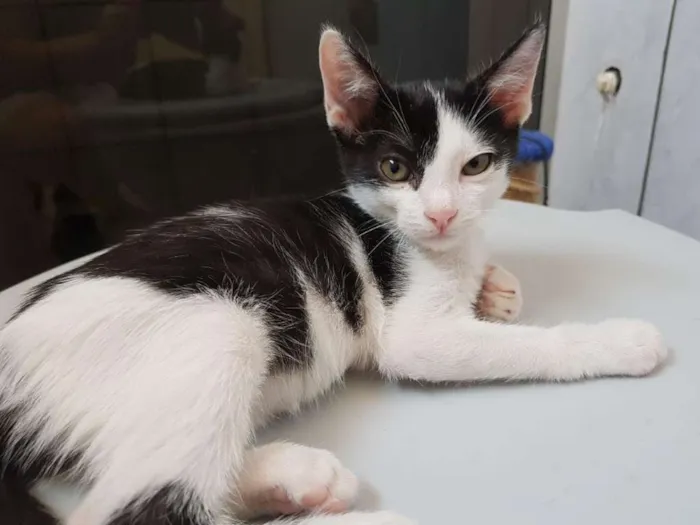 Gato ra a SRD-ViraLata idade 2 a 6 meses nome Tomé