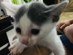 Gato raça Não sei idade Abaixo de 2 meses nome Sem nome