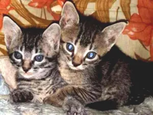 Gato raça SRD-ViraLata idade Abaixo de 2 meses nome Nuguet, espoleta e r