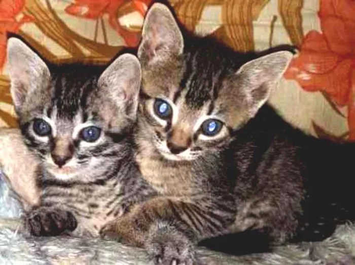 Gato ra a SRD-ViraLata idade Abaixo de 2 meses nome Nuguet, espoleta e r