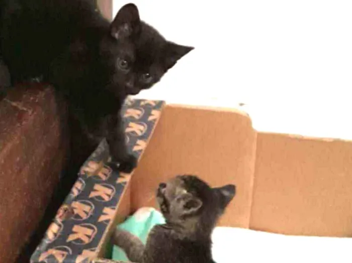 Gato ra a SRD-ViraLata idade Abaixo de 2 meses nome Nuguet, espoleta e r