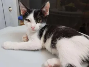 Gato raça SRD-ViraLata idade 2 a 6 meses nome Tomé