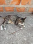 Adulto